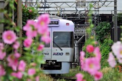 立葵電車