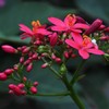 提琴桜