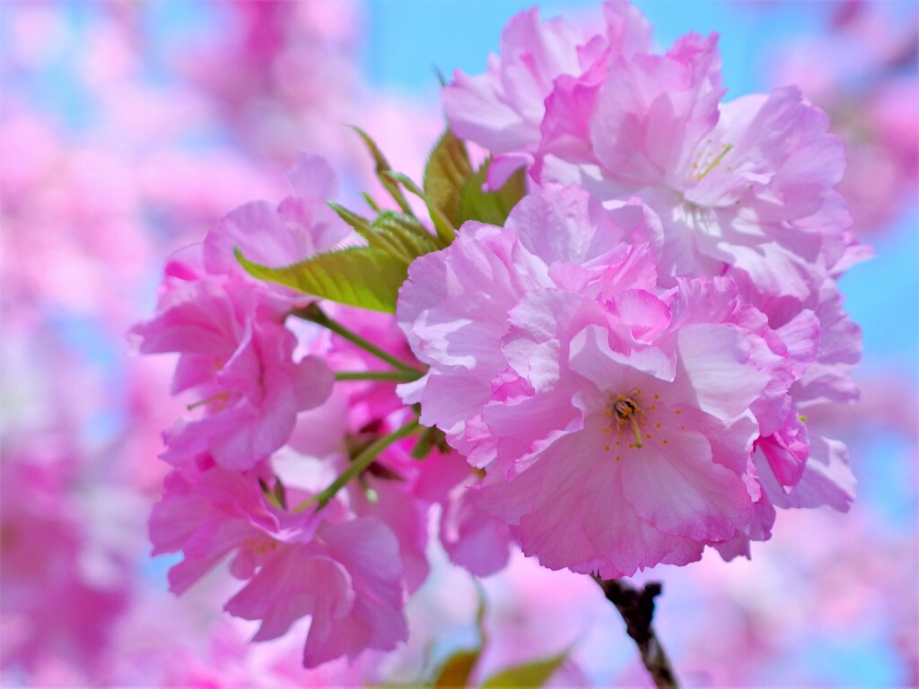 八重桜