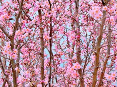 小彼岸桜