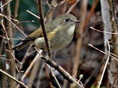 ルリビタキ ♀