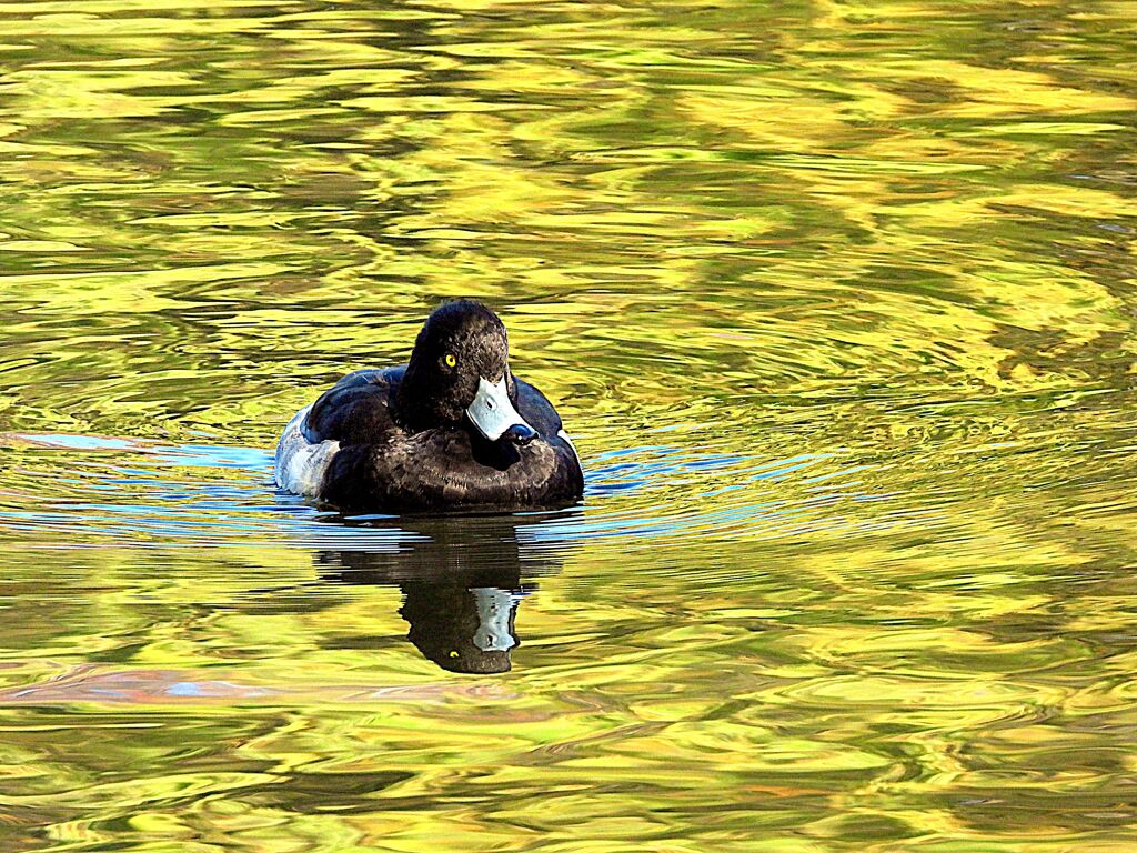 キンクロハジロ