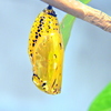蛹