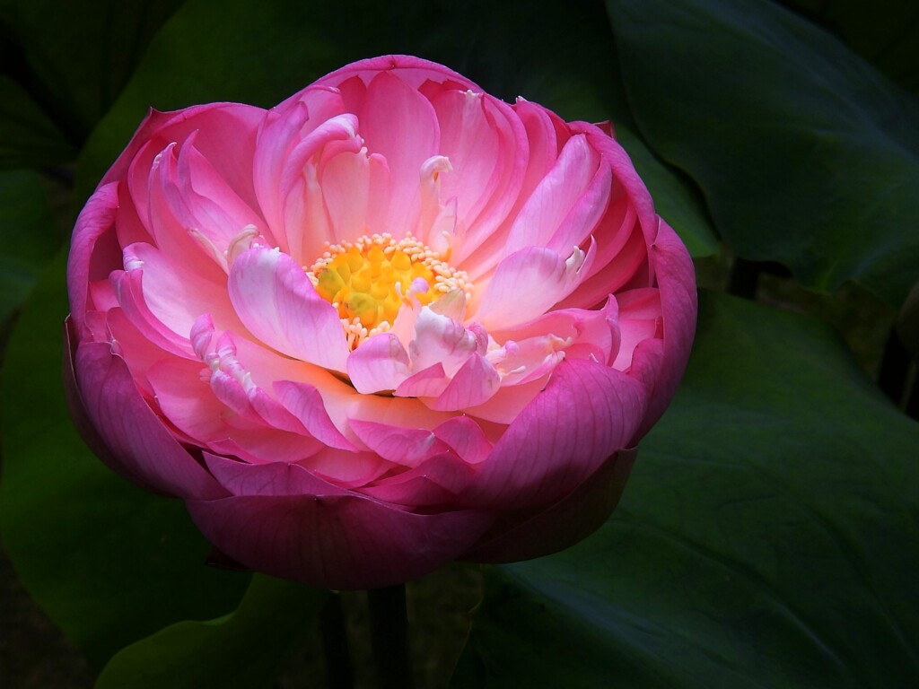 神代植物園の蓮　天嬌