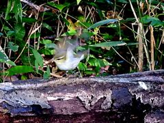 ムシクイさん飛び立つ