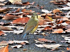 地上のルリビタキ♀