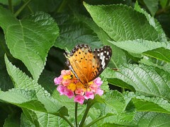 花と蝶