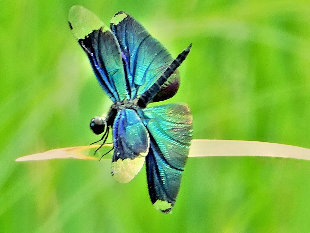 蝶蜻蛉