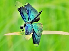 蝶蜻蛉