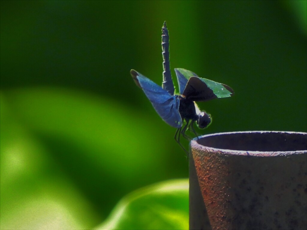 不忍池のチョウトンボ