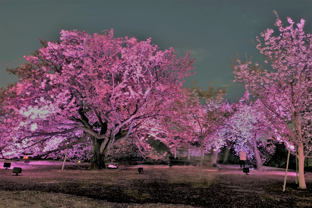 新宿御苑ライトアップ By Sam777 Id 写真共有サイト Photohito