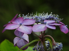紫陽花