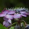 紫陽花