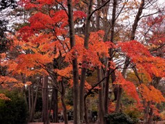 多磨霊園の紅葉