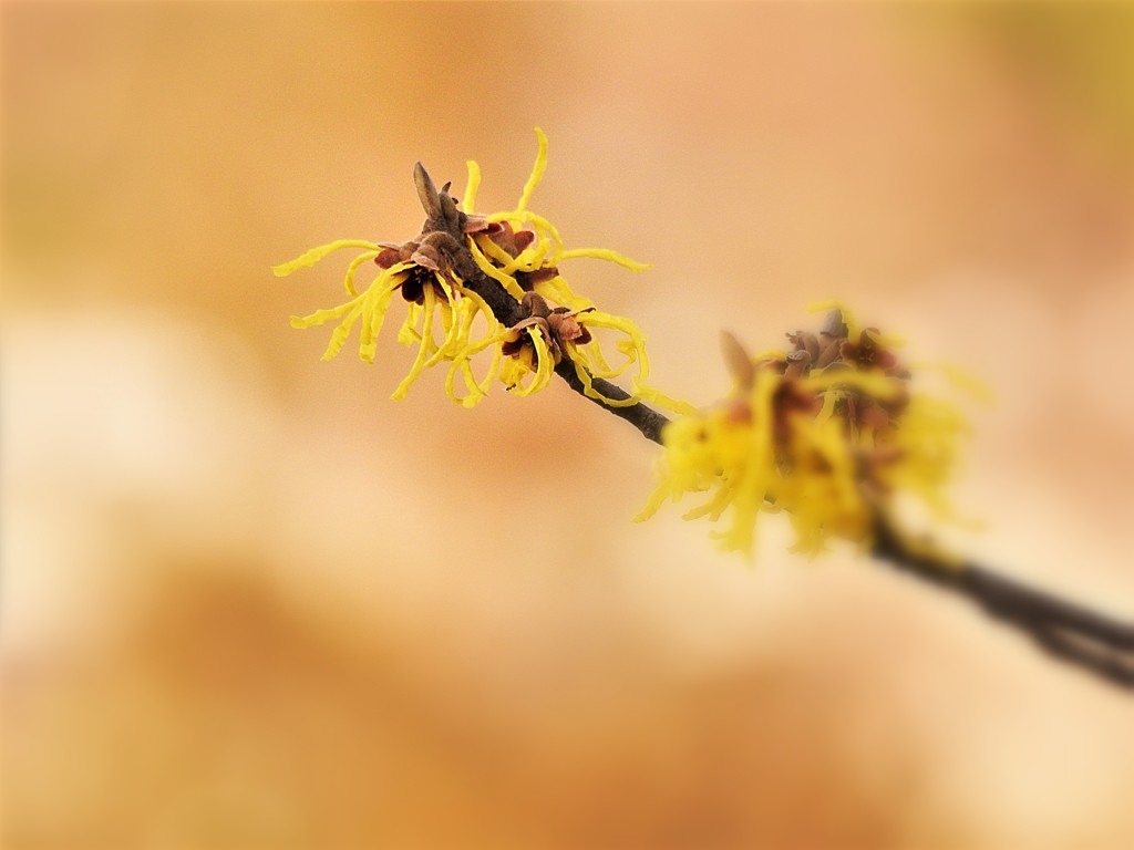 まんさくの花