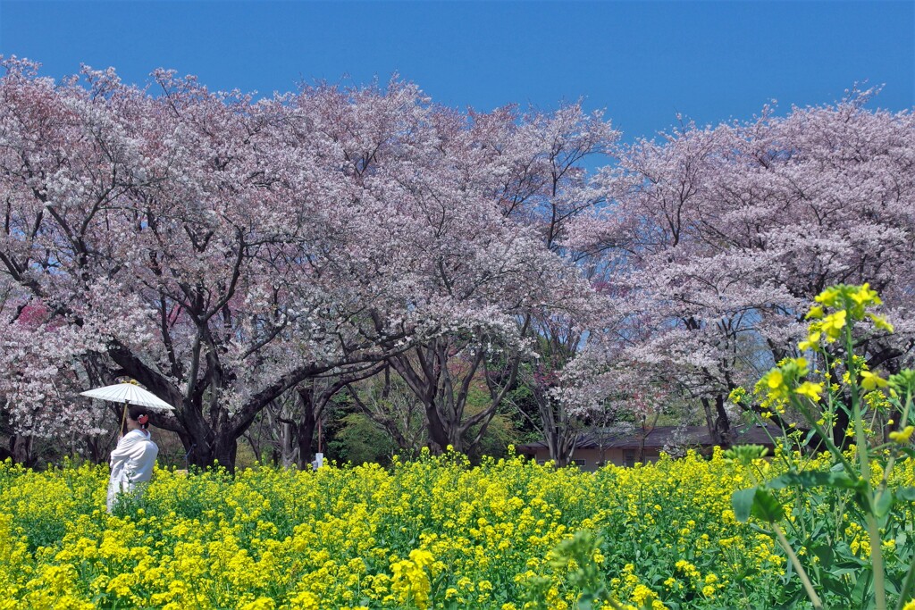 菜の花と桜 