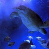 海亀のいる水槽