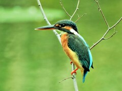 光が丘バードサンクチュアリの野鳥