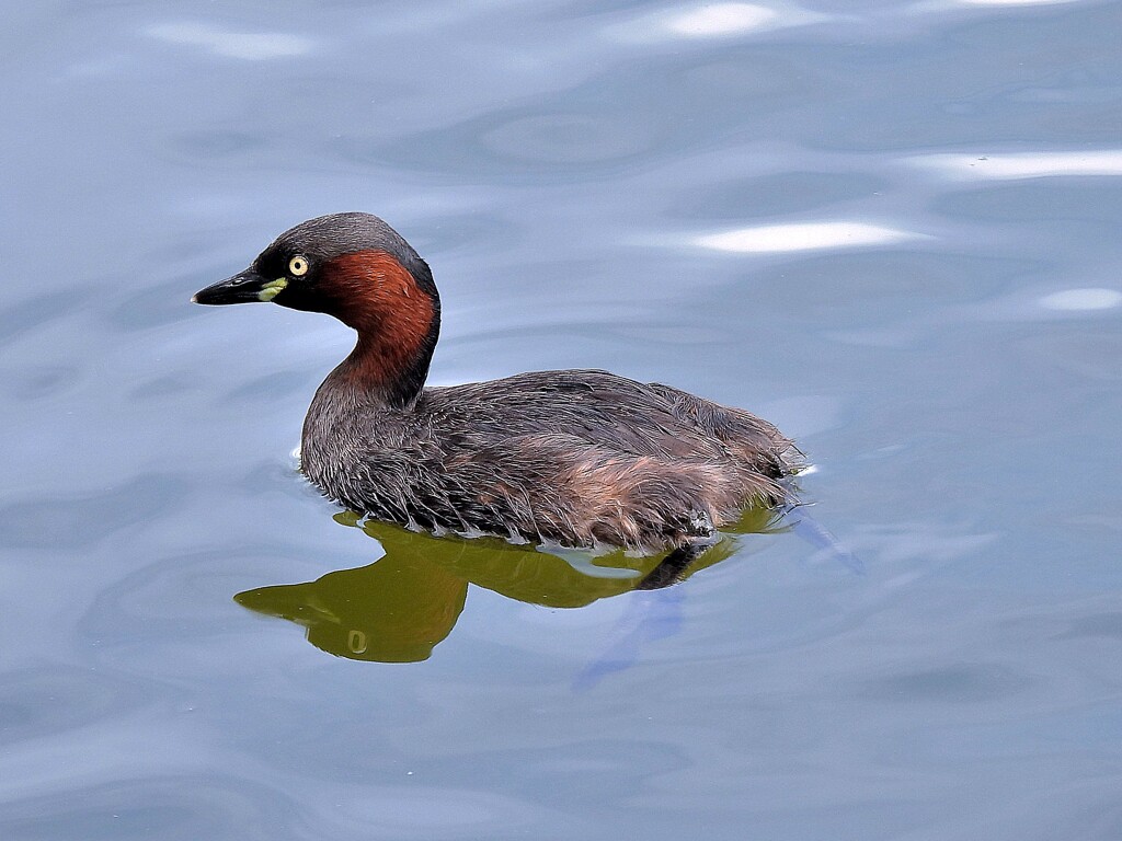 カイツブリ