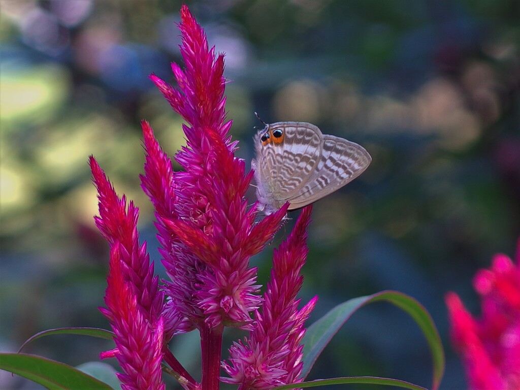 花と蝶