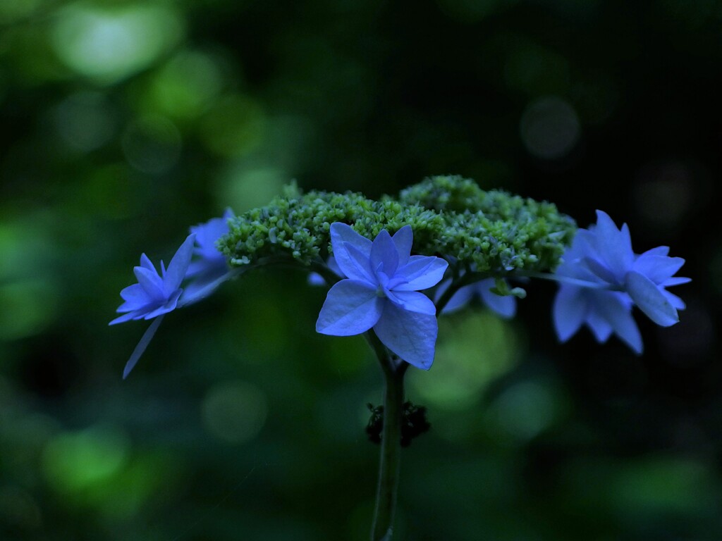 幻の花
