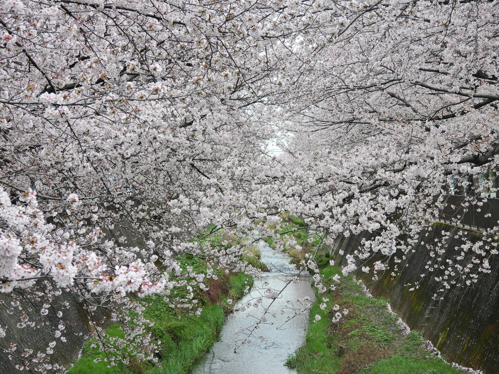 さくら回廊 