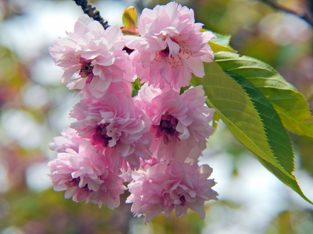 梅護寺数珠掛桜