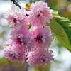 梅護寺数珠掛桜