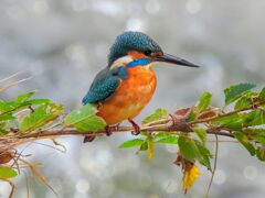 大栗川のカワセミ