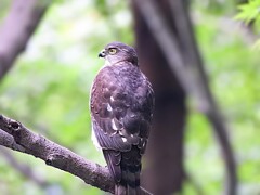 ツミ♀成鳥