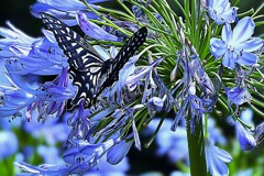 花と蝶