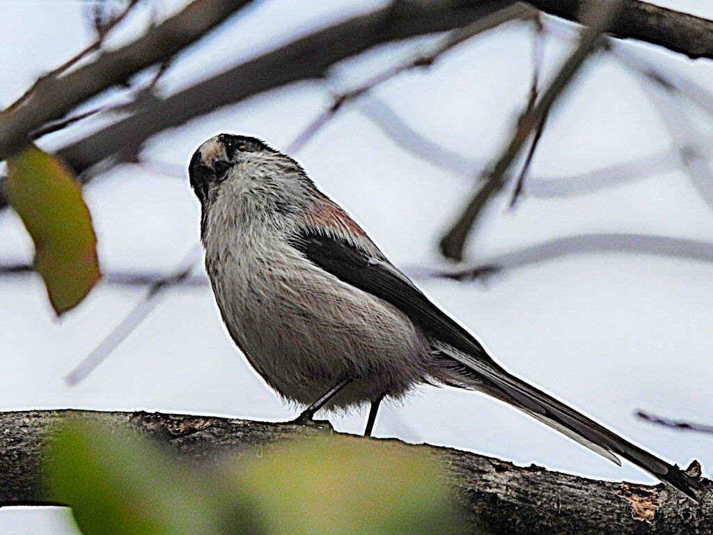 エナガ