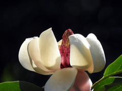 受咲大山蓮華