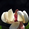 受咲大山蓮華