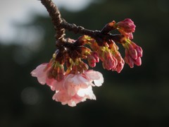 大寒桜