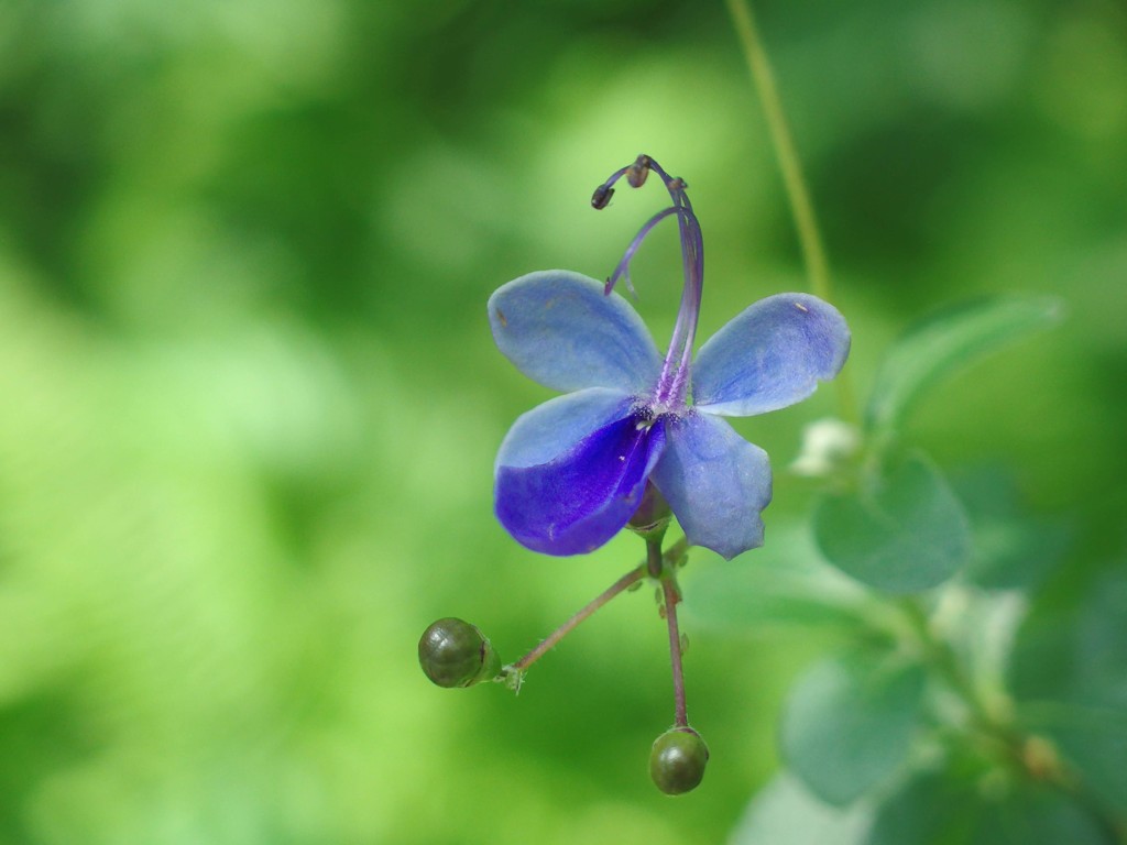 蝶に似た花