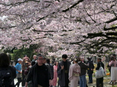 国立劇場の桜　神代曙