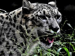 ユキヒョウ
