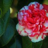菊冬至
