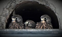 チョウゲンボウ幼鳥