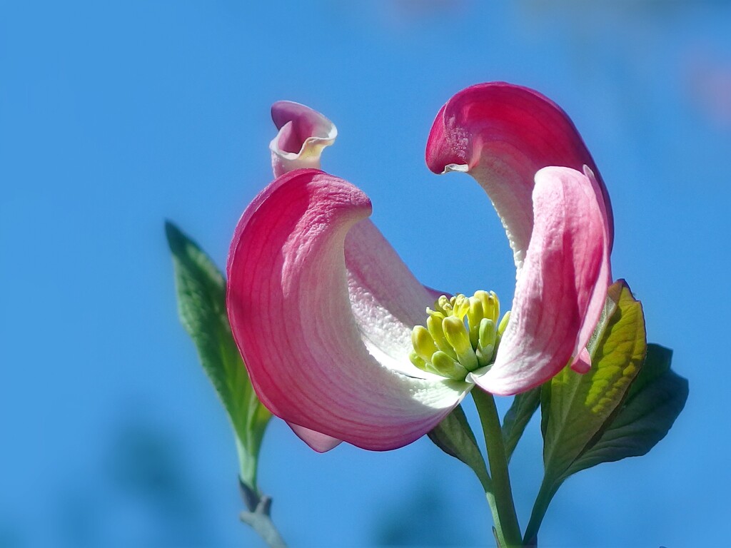 花水木