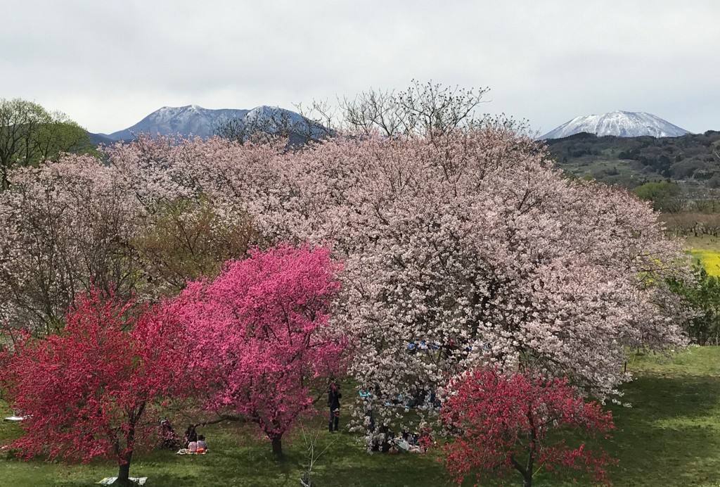北信の山と咲き乱れる花