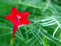 繊細な愛