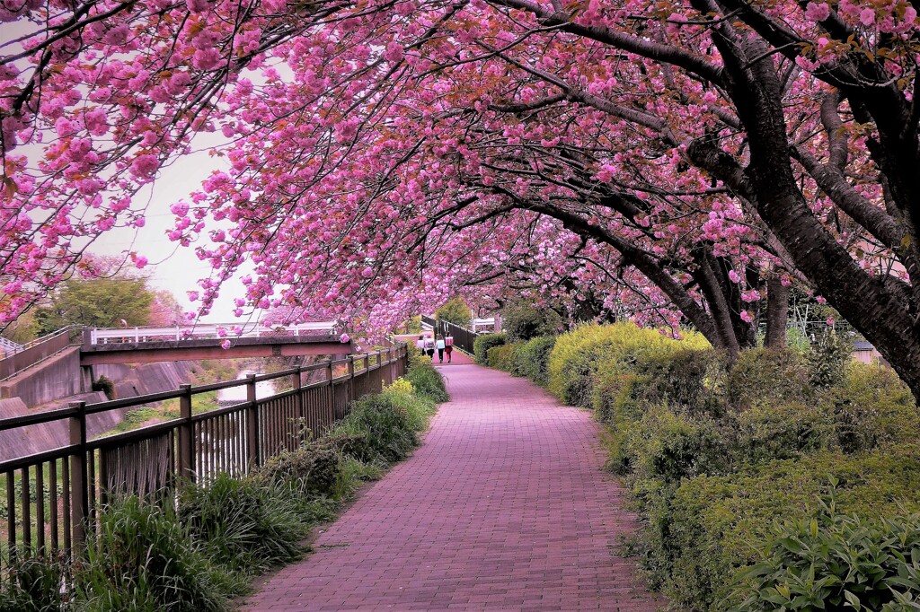 桜のトンネル