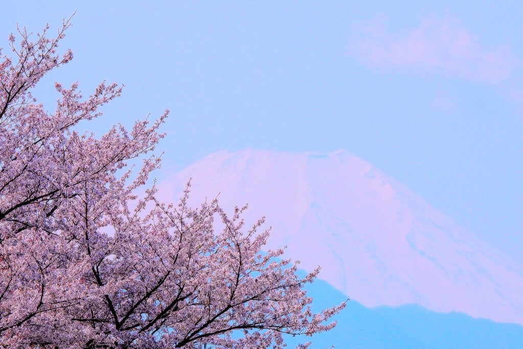 桜と富士山