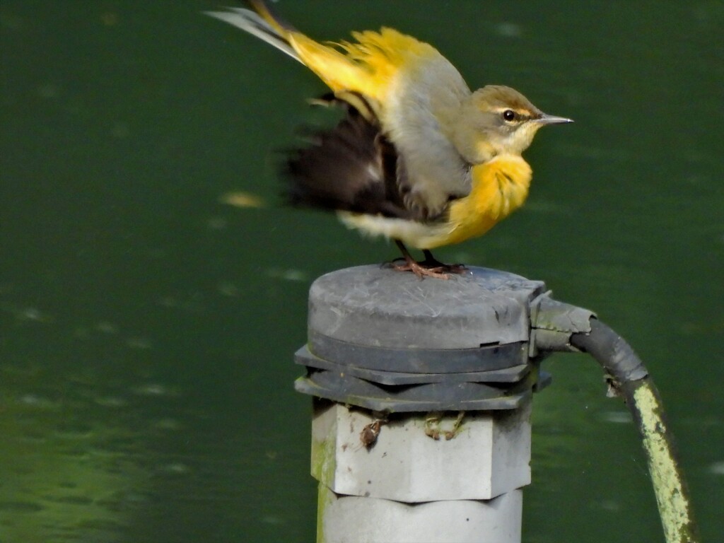 黄鶺鴒