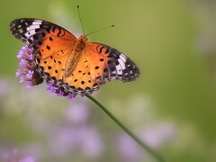 柳花笠に褄黒豹紋♀