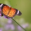 柳花笠に褄黒豹紋♀