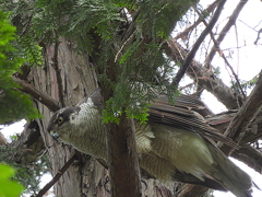 井の頭公園の大鷹