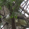 井の頭公園の大鷹